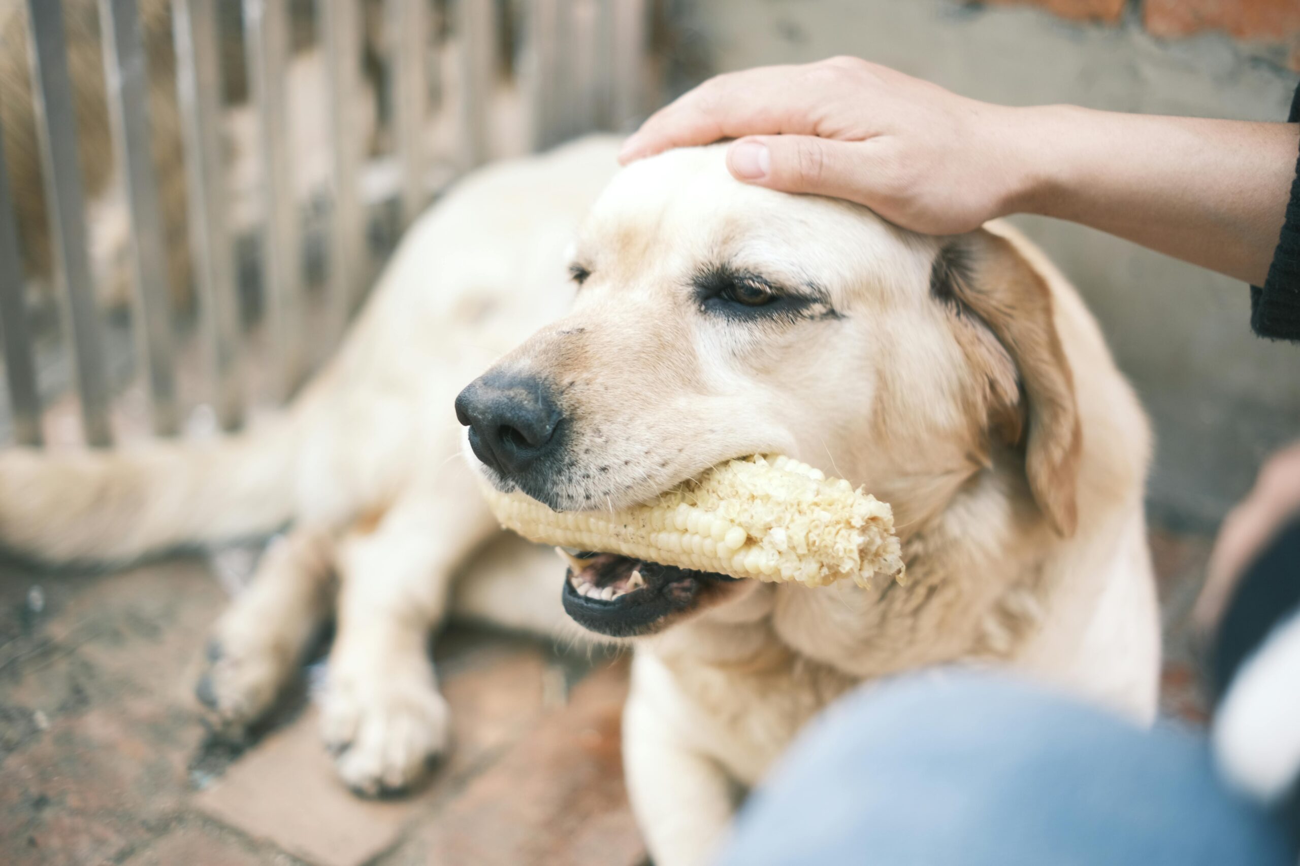A happy golden retriever chewing on a high-quality copper supplement tablet