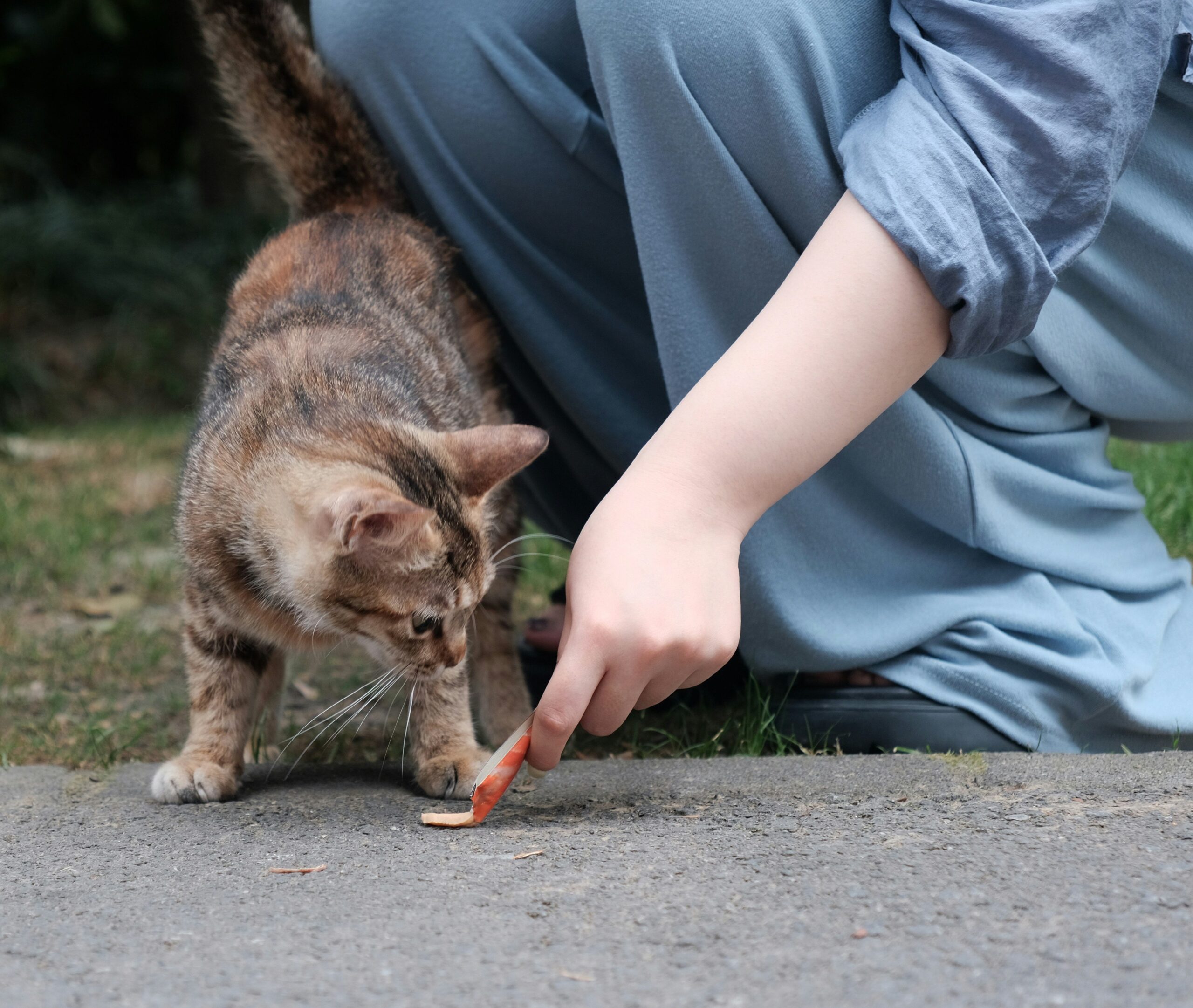 A dog eating food mixed with a copper supplement