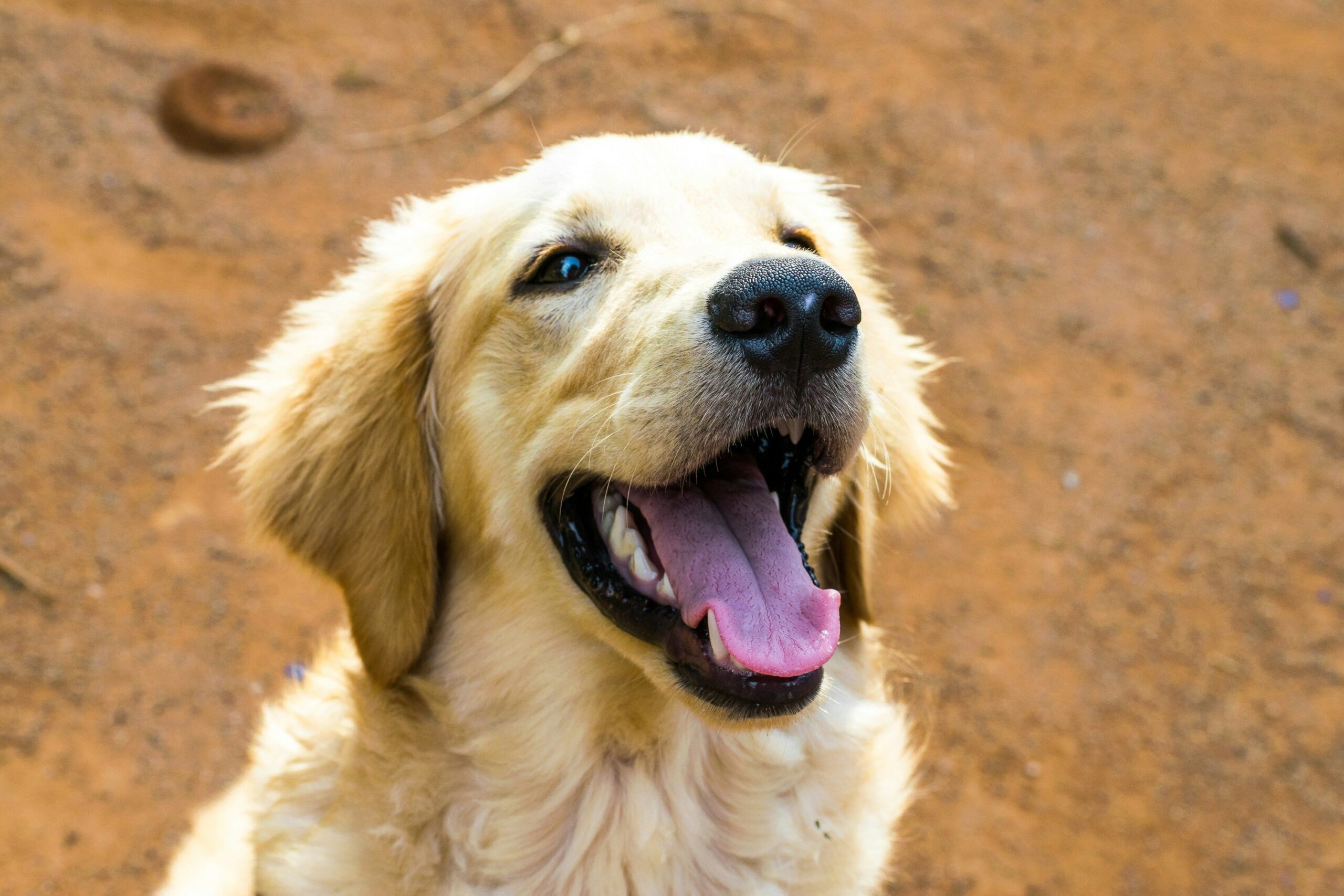 A golden retriever with patchy fur indicating poor nutrition