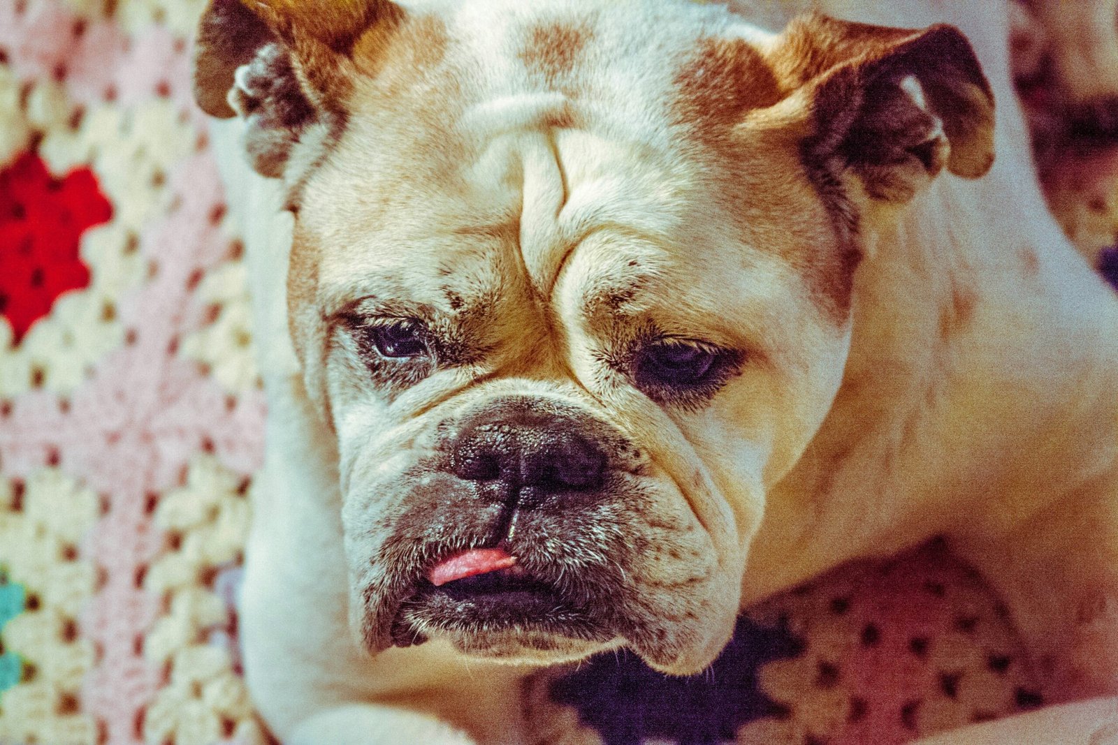 Bella the Bulldog lounging happily after recovering from a copper-deficiency-related condition
