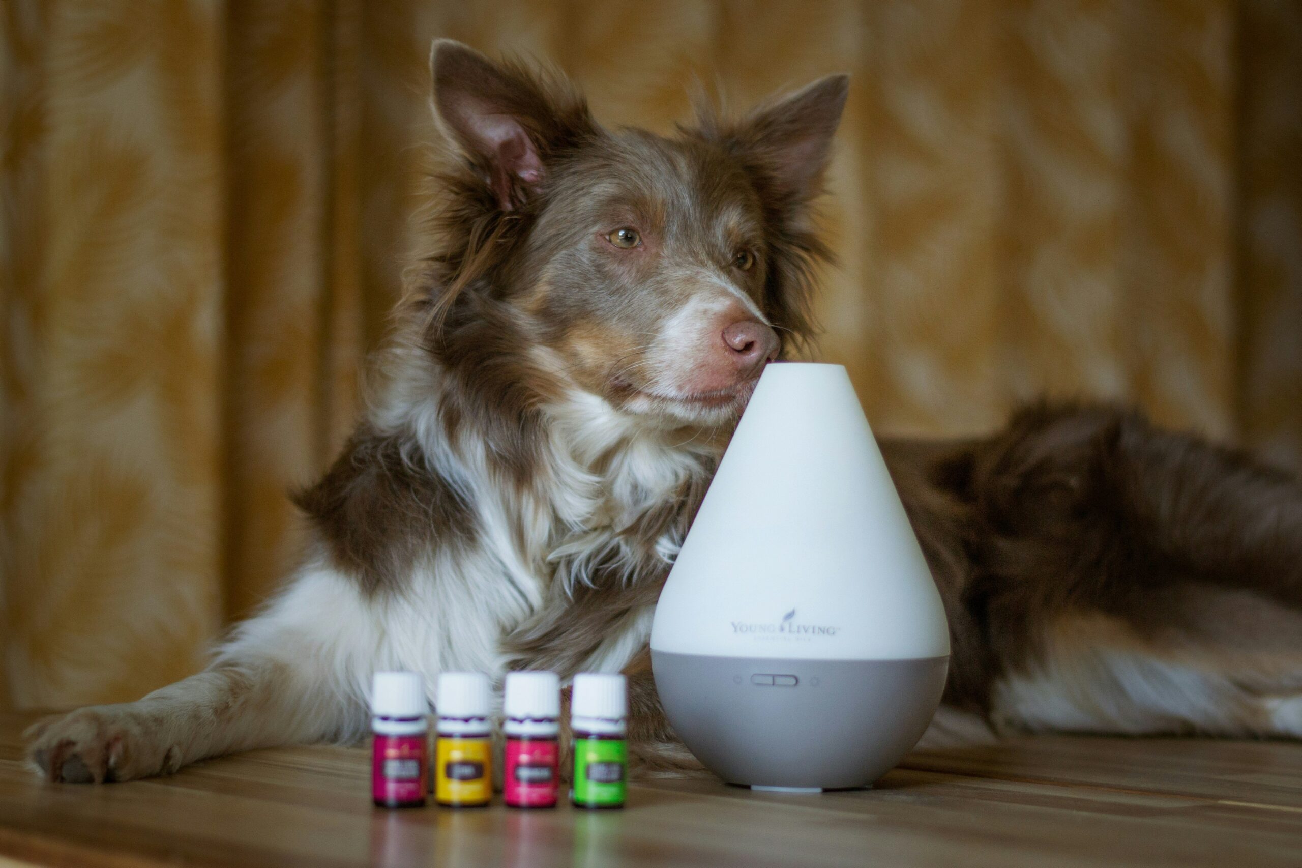 Canine Liver Support: Why Copper Supplements Are a Game-Changer for Your Dog’s Health