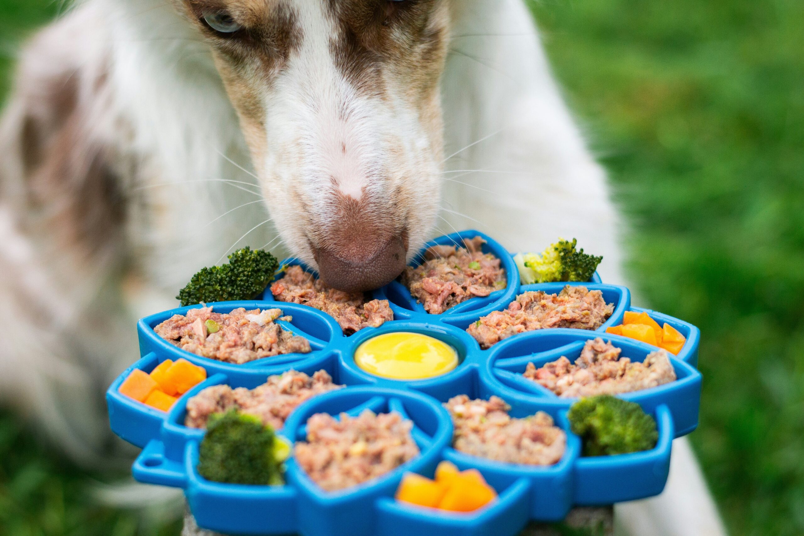 How to Master Copper Overload Prevention in Your Pet's Diet: The Ultimate Guide