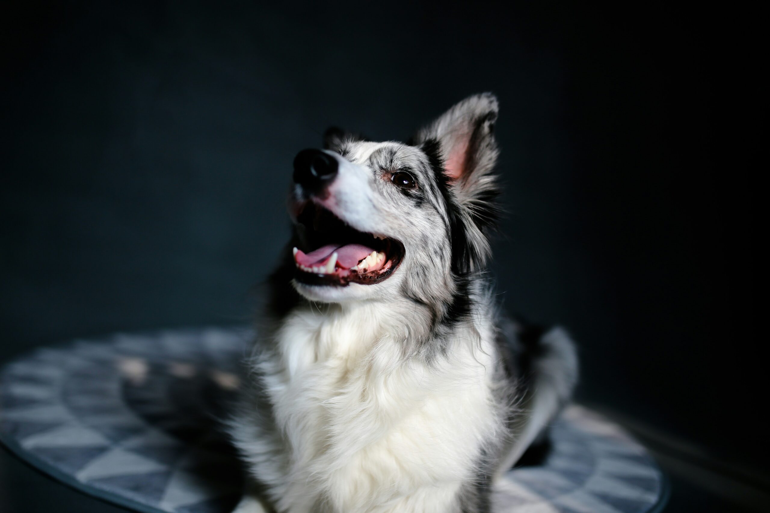 Photo of happy dog recovering from copper supplement adjustment