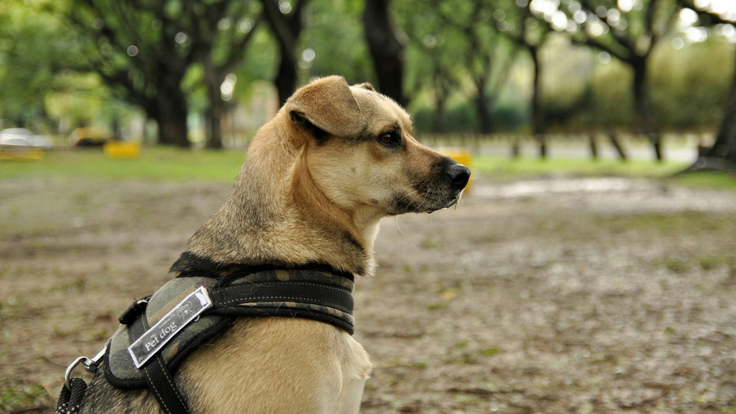 Photo of Max, a happy golden retriever wearing a health-monitoring collar