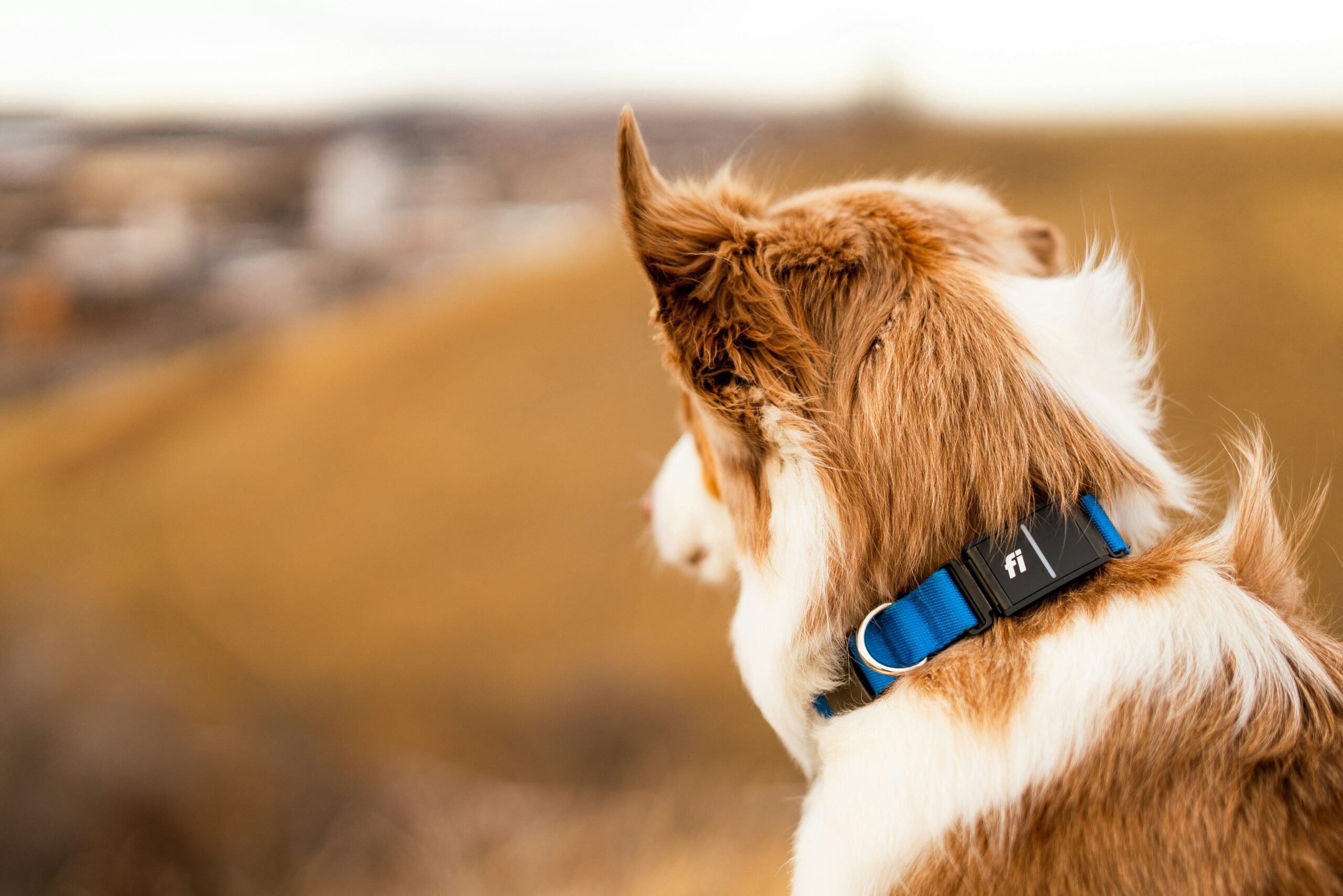 Why Are Liver Health Monitoring Tools Key to Your Pet's Copper Supplement Journey?