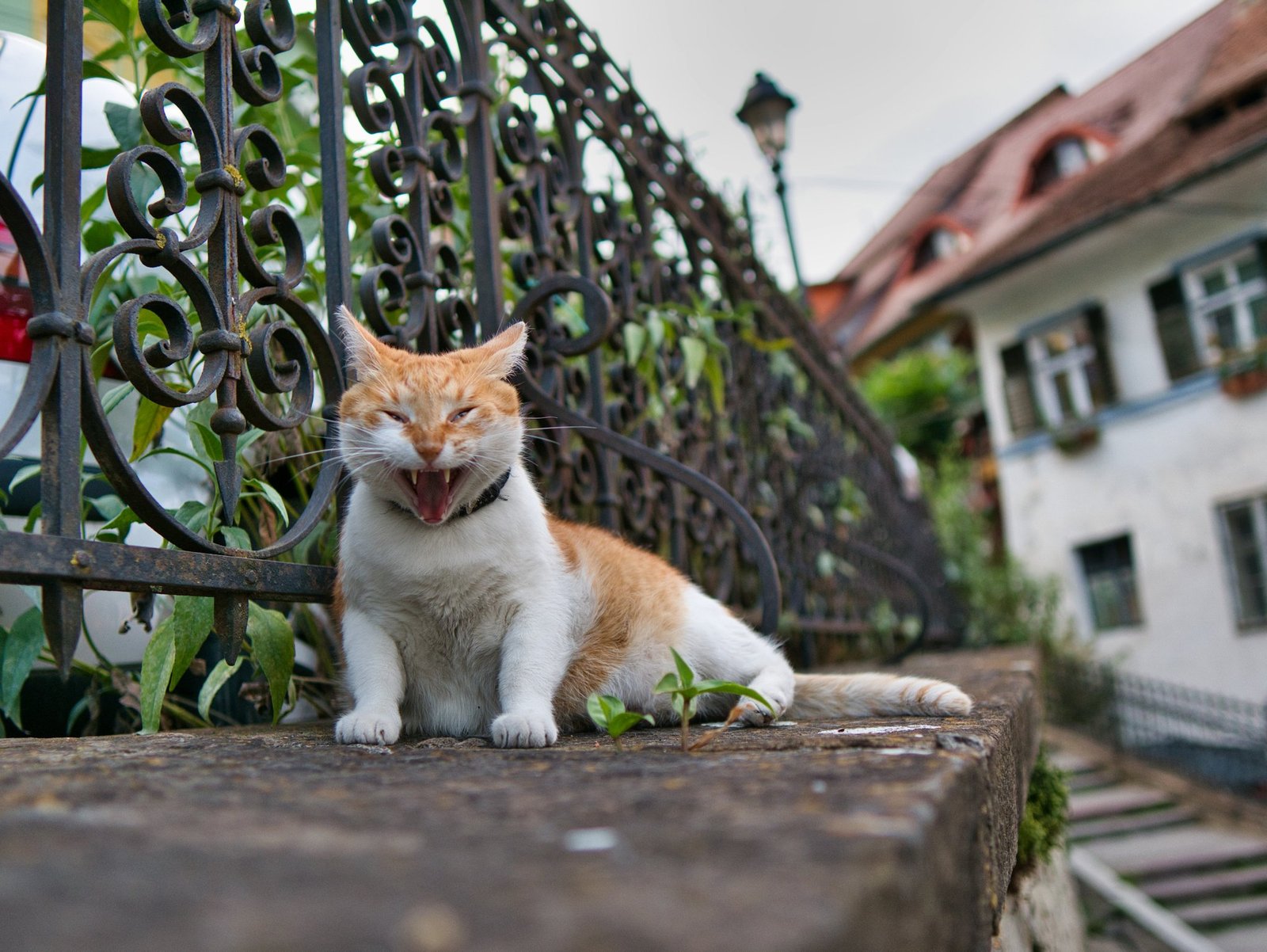 A happy orange tabby playing with toys indoors