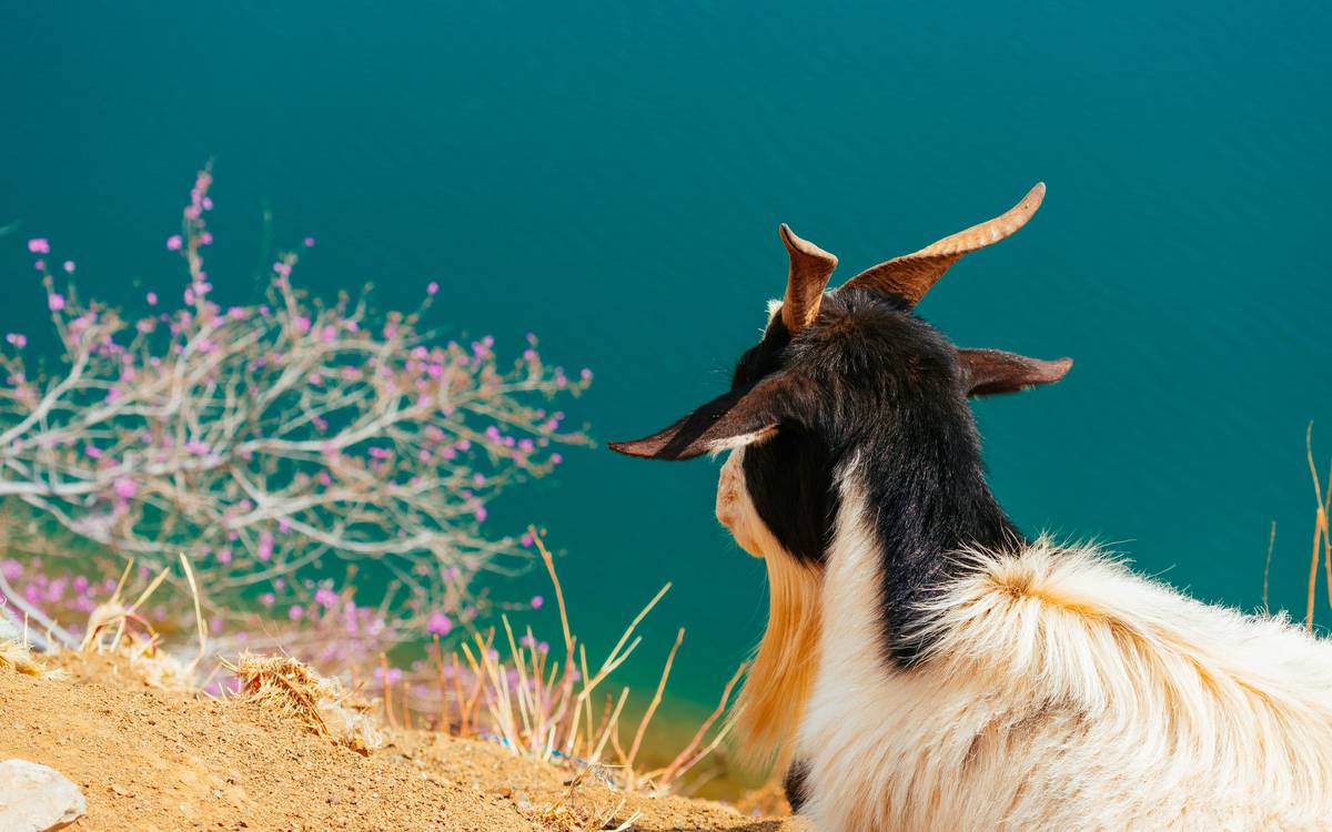 Before and after photos of dogs recovering from improper copper management