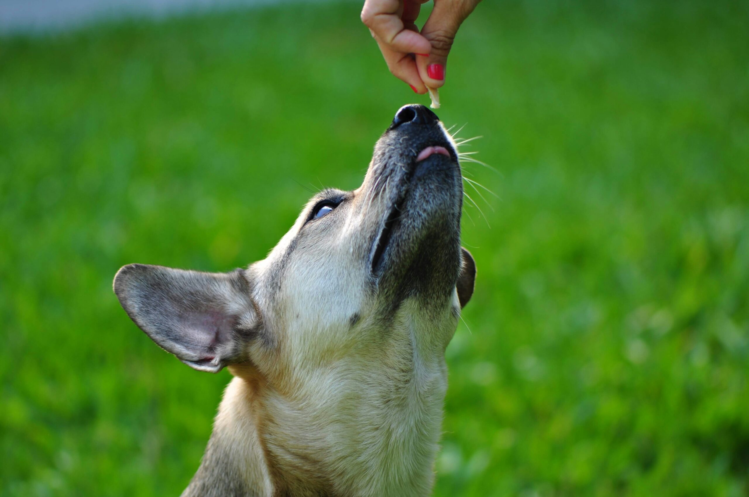 Boost Pet Liver Wellness with Copper Supplements: The Ultimate Guide