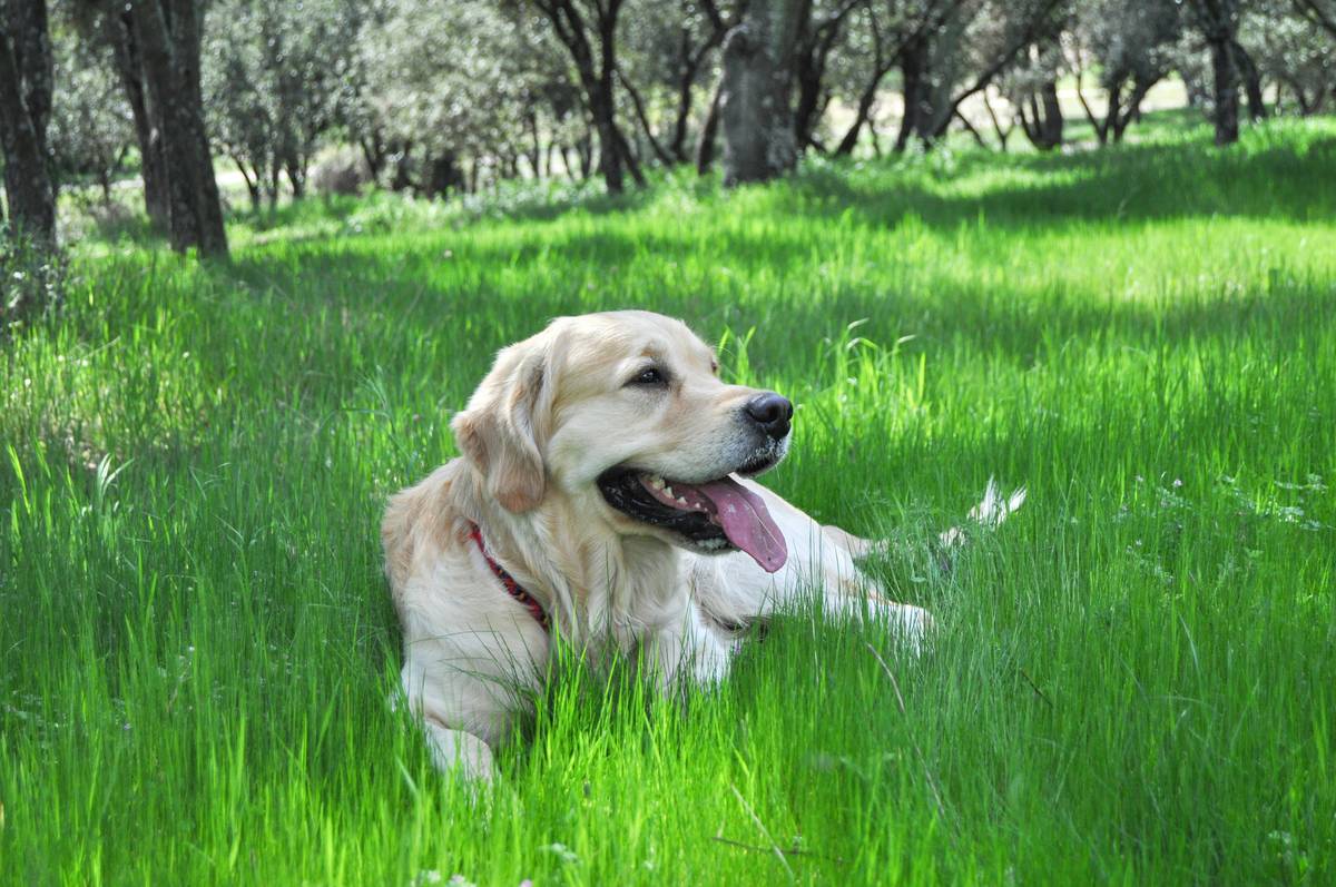 Close-up shot of a bottle labeled 'Copper Control Supplement for Dogs'