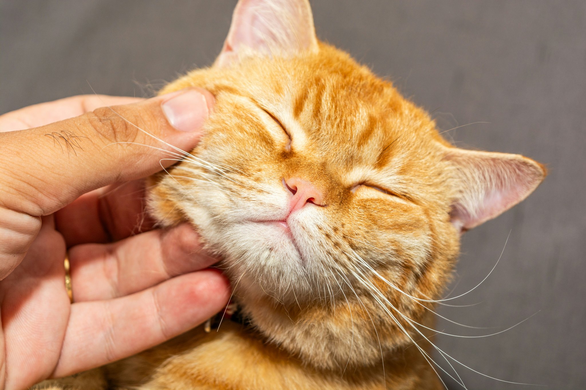 Diagram explaining copper's role in enzyme function for pets