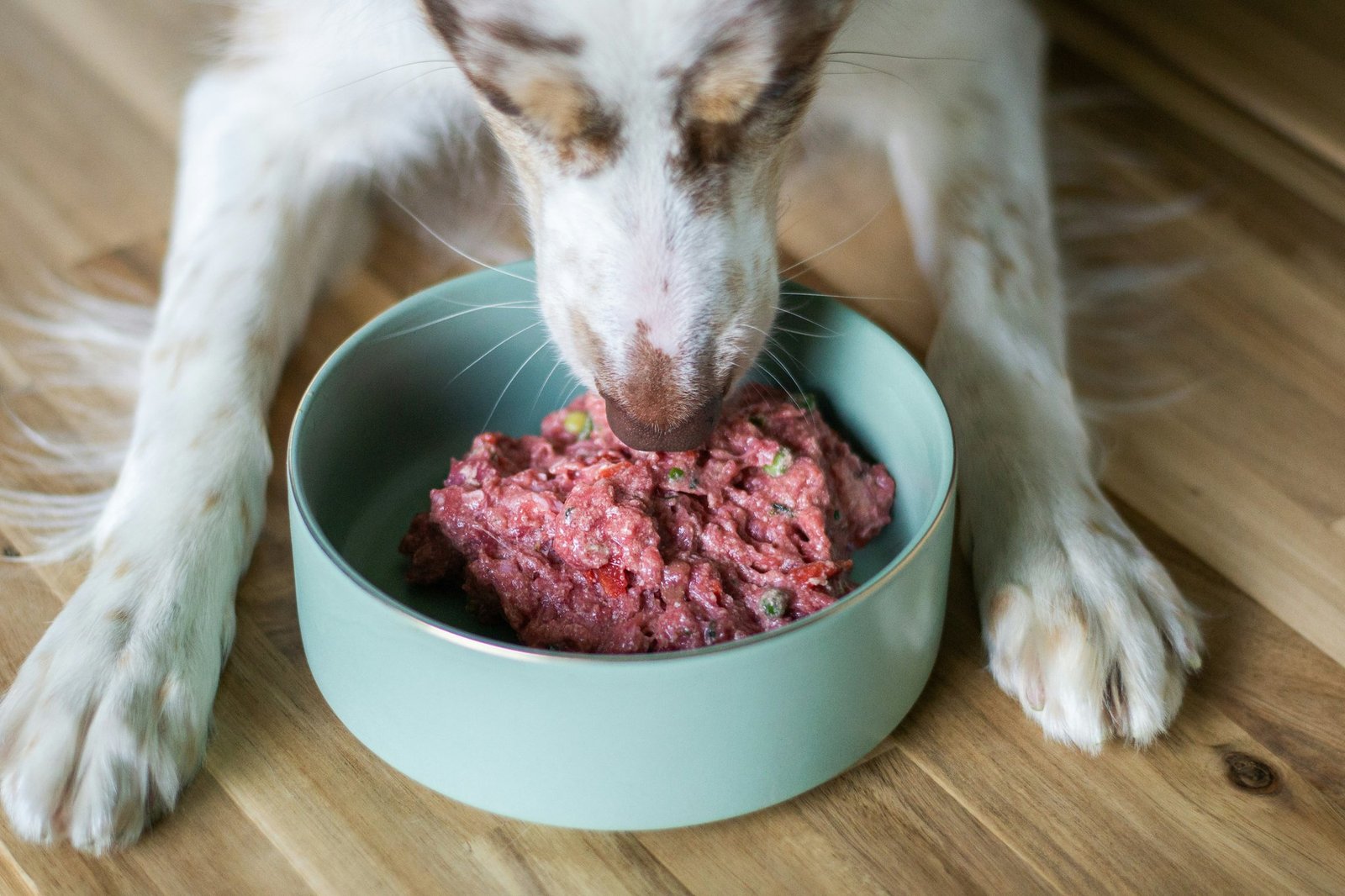 Dog eating processed kibble from a bowl