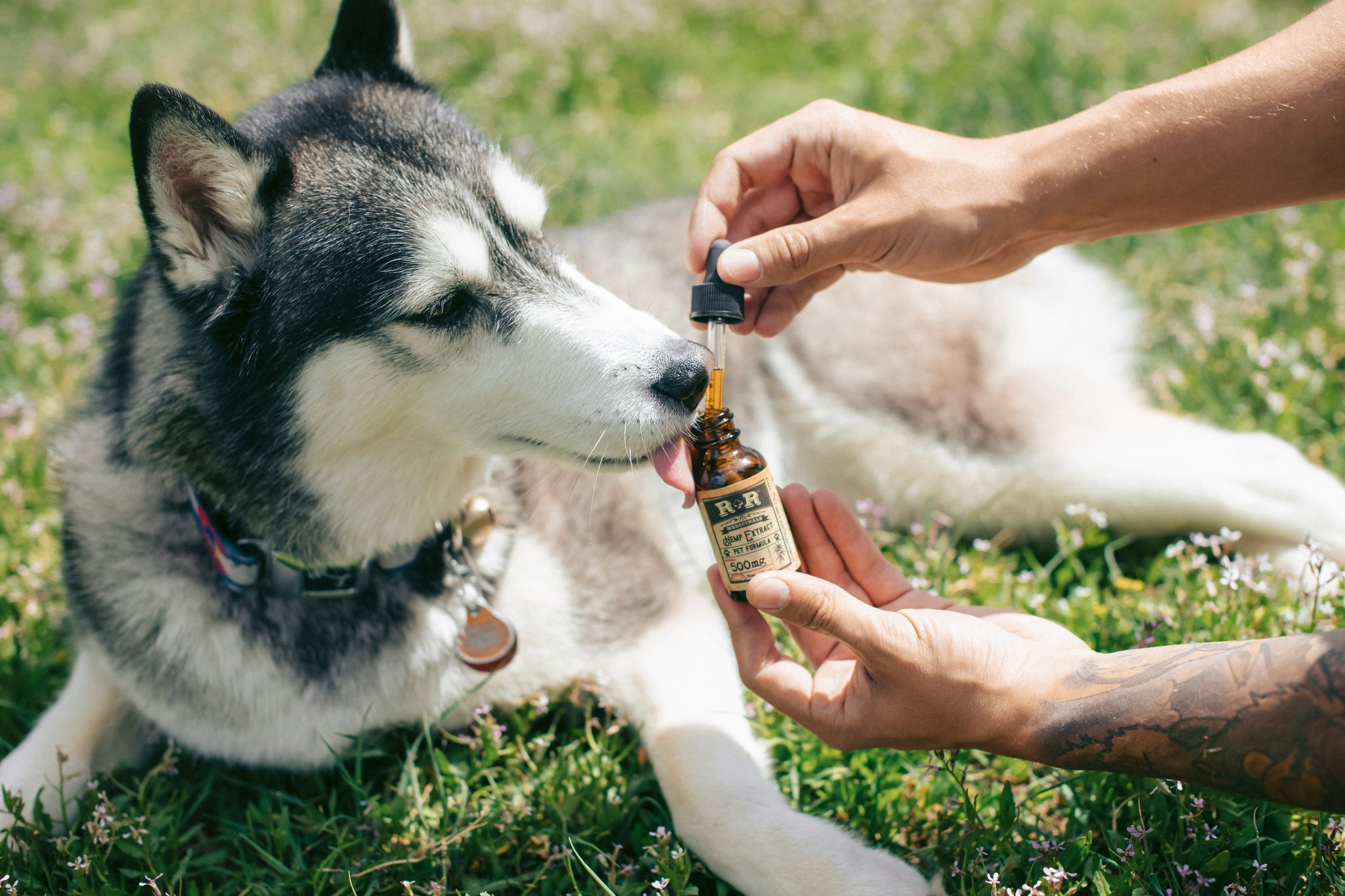 The Surprising Benefits of Dog Enzyme Supplements: Why Copper Matters Most