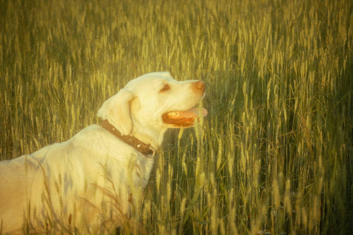 Unlock the Power of Dog Copper Detox: The Secret to a Healthier Pup