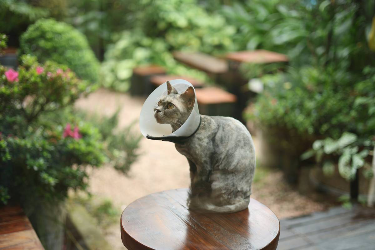 Boost Liver Health for Pets: Why Copper Supplements Might Be the Answer