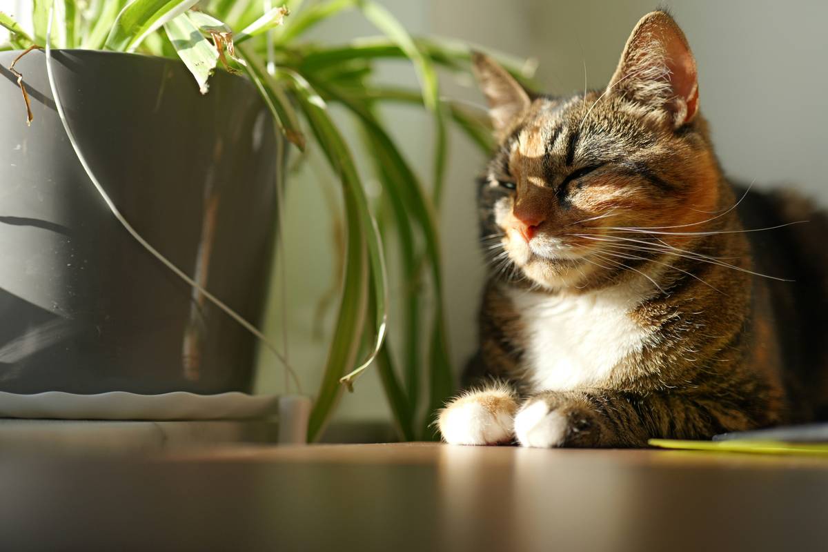 Comparison table highlighting best practices for pet care