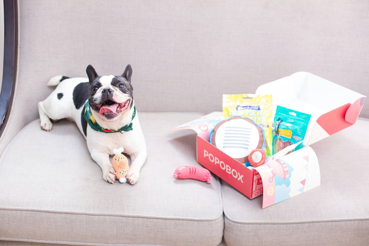 Copper for Dog Enzymes: The Ultimate Guide to Boosting Your Pup's Health