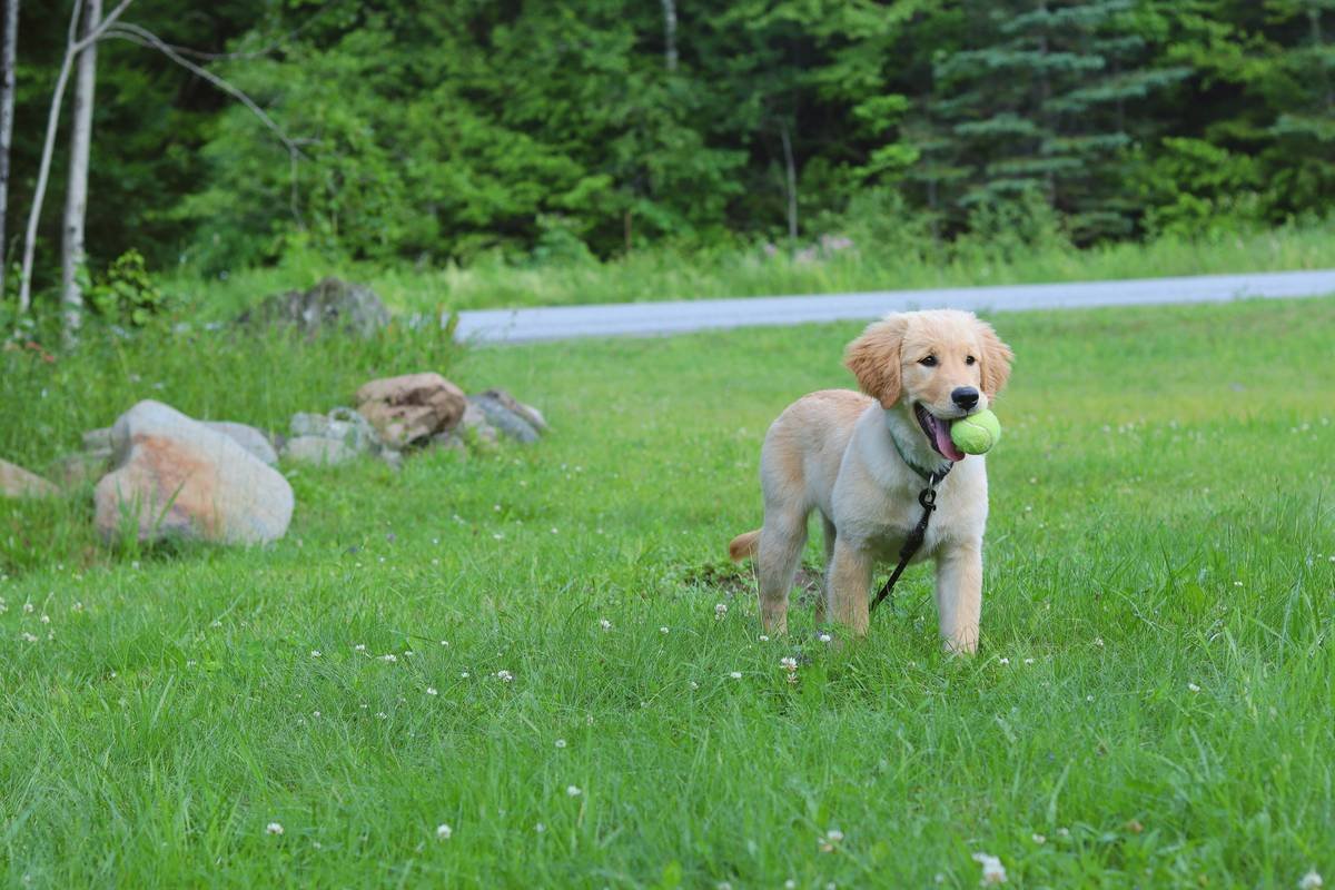 Happy golden retriever playing fetch outdoors
