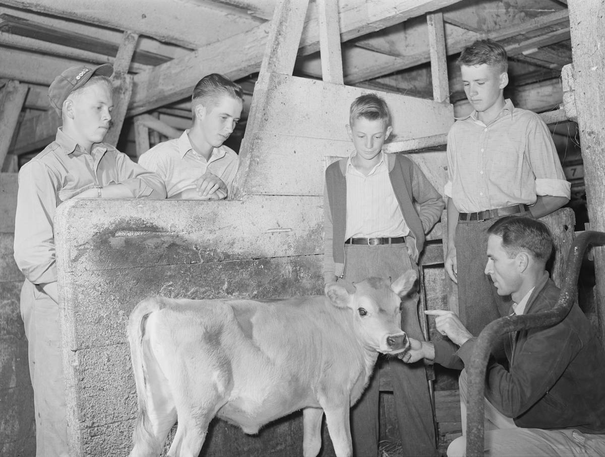 Infographic illustrating common causes and symptoms of pet metal toxicity