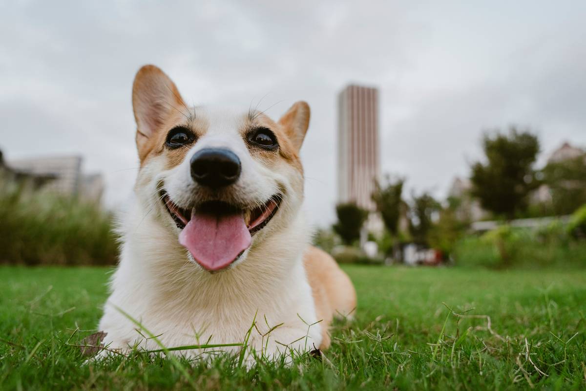 Photo of a playful golden retriever post-supplement recovery