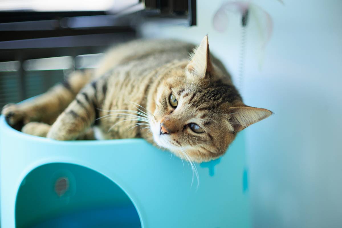 Why Your Cat’s Health Depends on the Right Cat Liver Supplement (and How to Choose One)