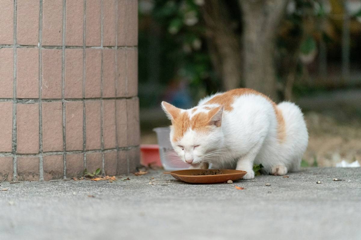Before-and-after photo of a calico cat looking healthier after starting copper supplements.
