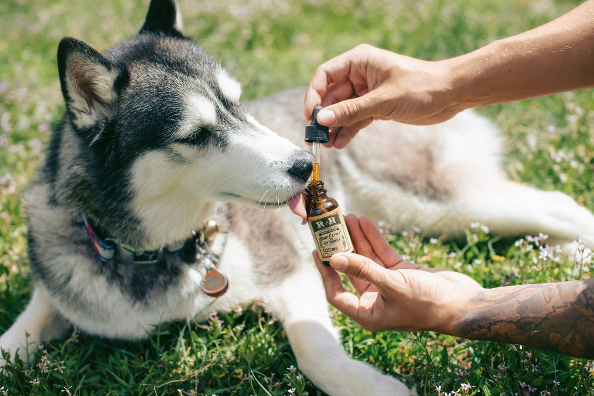 Boost Your Pet's Health with the Best Enzyme Support Supplement (Copper Supplements Included)