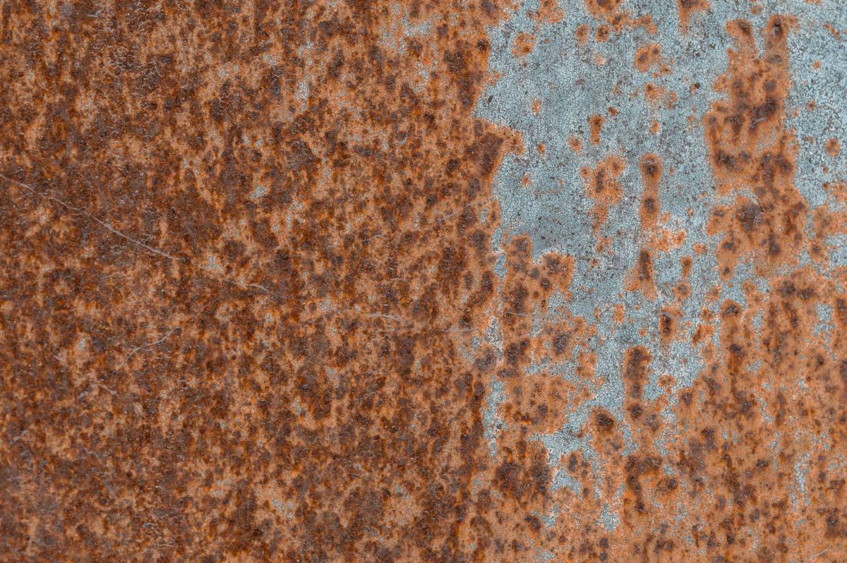 Happy dog named Buddy after successful copper detox treatment