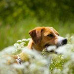 How Copper Supplements Can Boost Dog Liver Protection: The Ultimate Guide