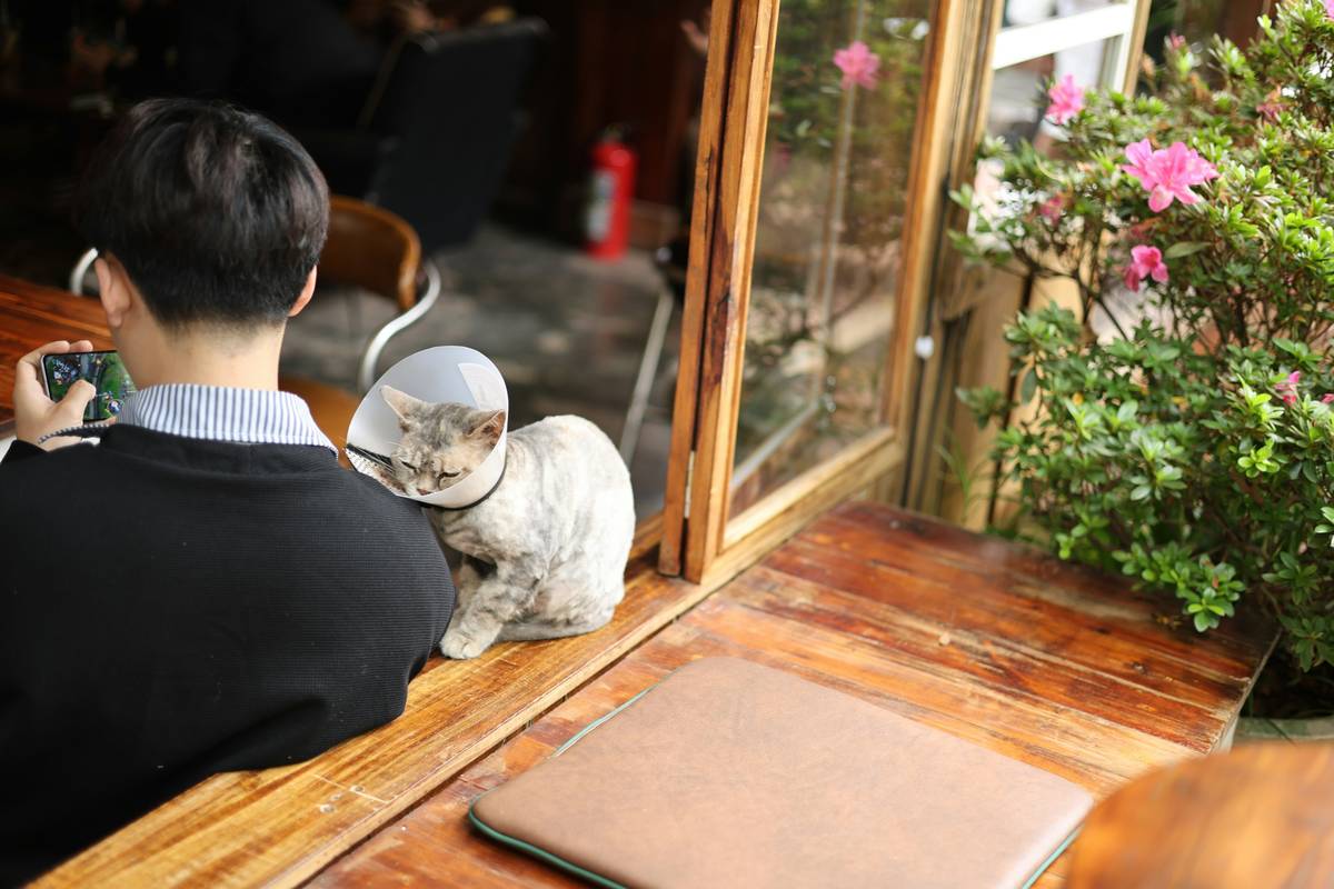 Illustration showing common sources of heavy metal exposure in cats.