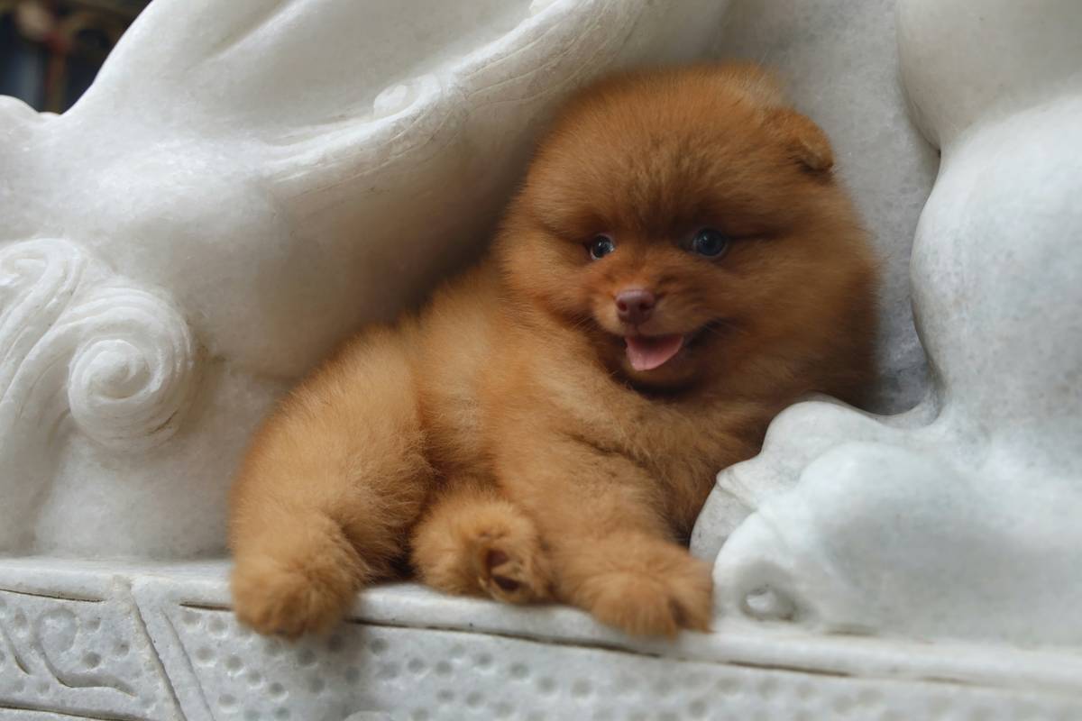 Illustration showing symptoms of copper overload in dogs and cats