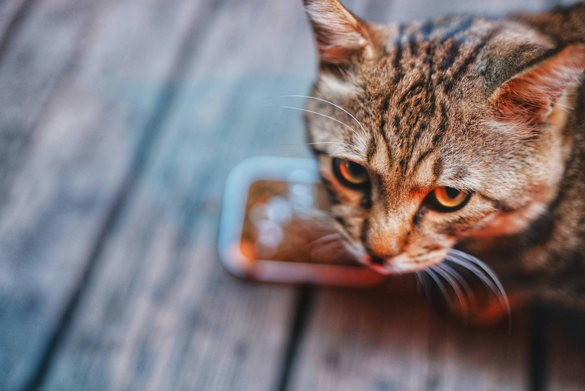 The Ultimate Guide to Cat Metal Detox: Why Copper Supplements Are a Game-Changer