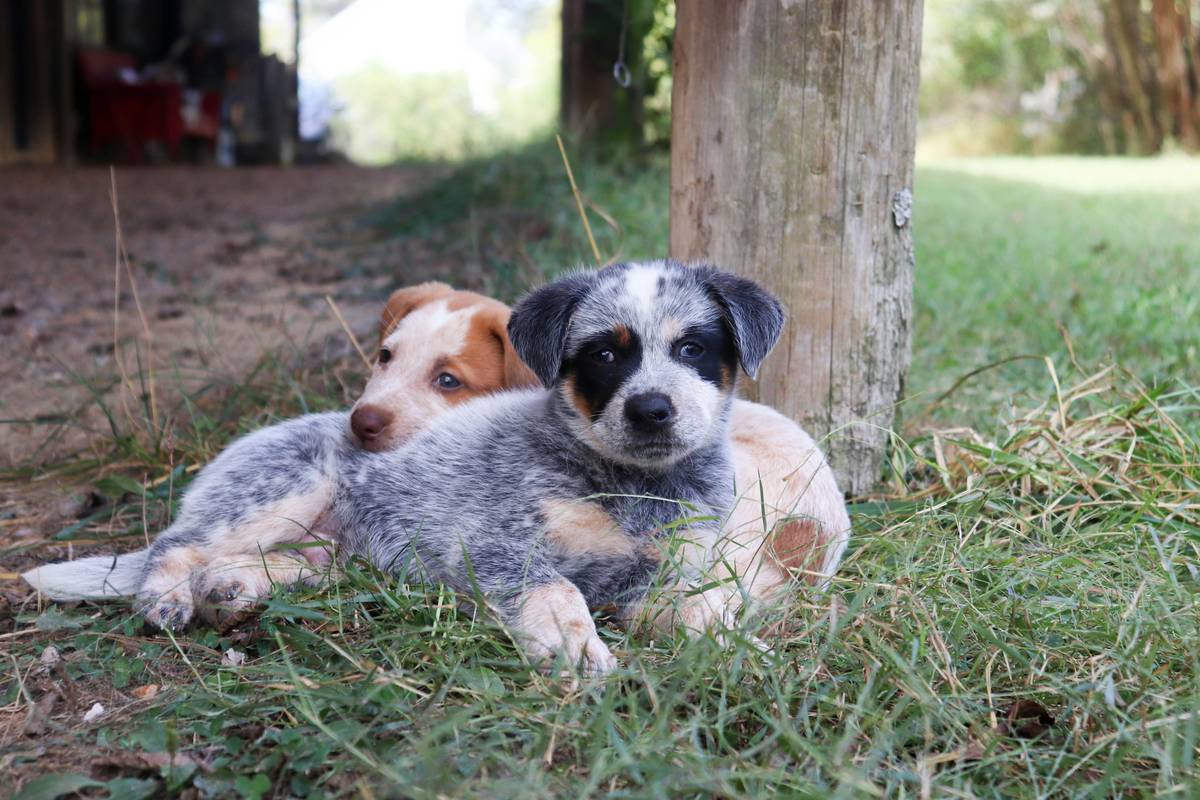 The Ultimate Guide to Copper Enzyme Care: Boost Your Pet’s Health Today!