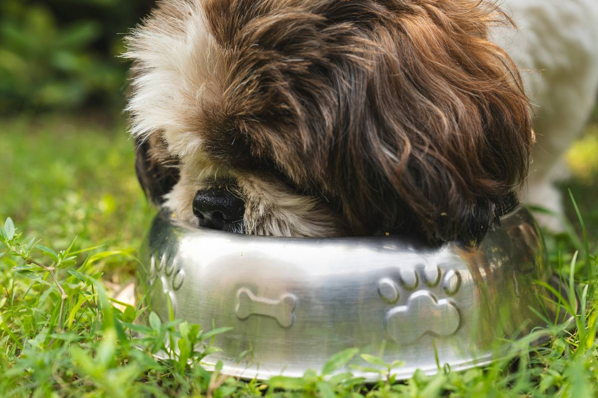 The Ultimate Guide to Copper for Pet Health: Boosting Your Furry Friend’s Well-Being