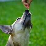 The Ultimate Guide to Pet Enzyme Care: Why Copper Supplements Could Be a Game-Changer for Your Fur Baby