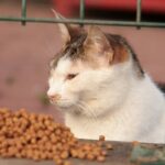 Unlocking Feline Enzyme Wellness: The Secret Role of Copper Supplements
