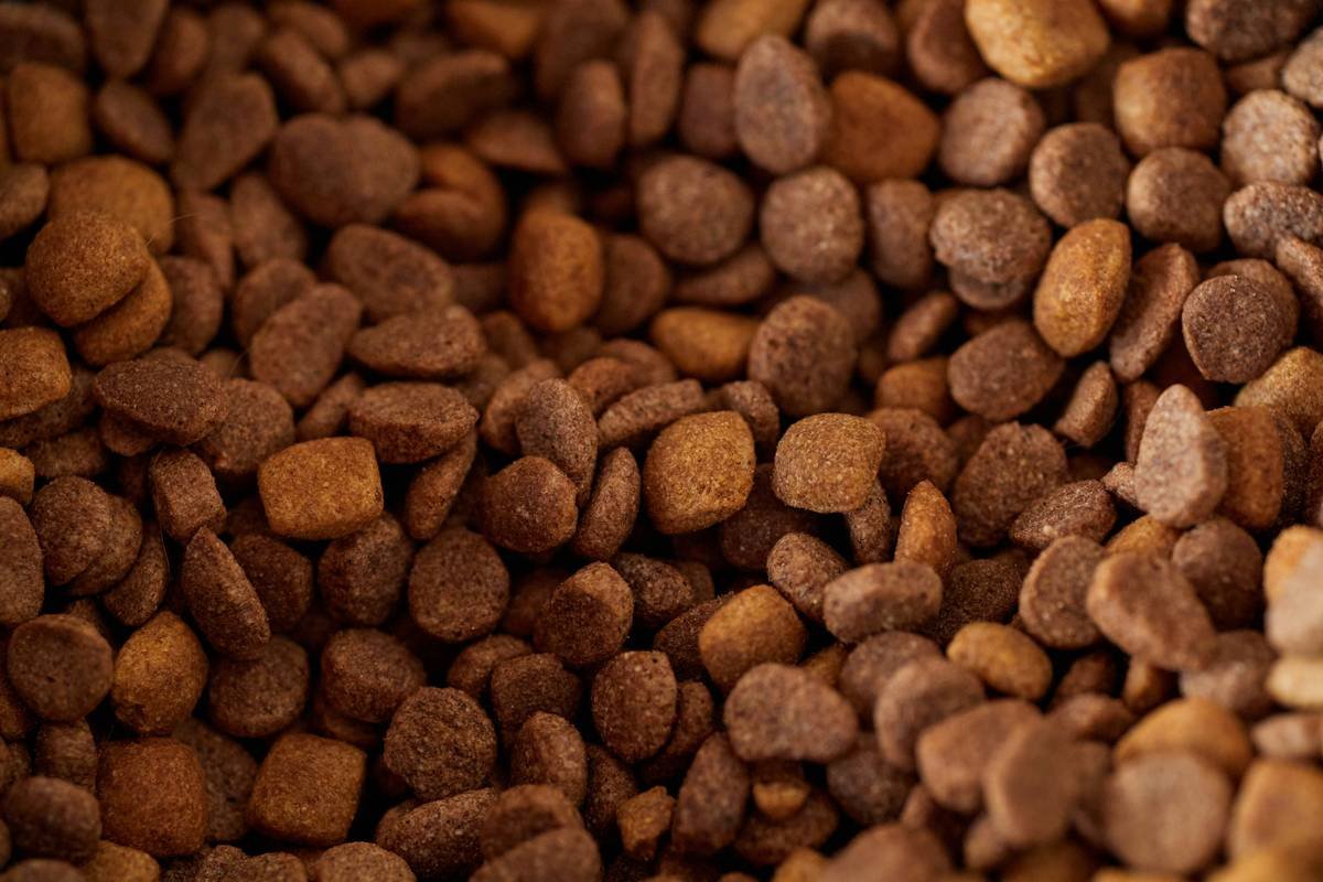 Canine Enzyme Aid: Why Copper Supplements Could Be Your Dog’s Secret Weapon