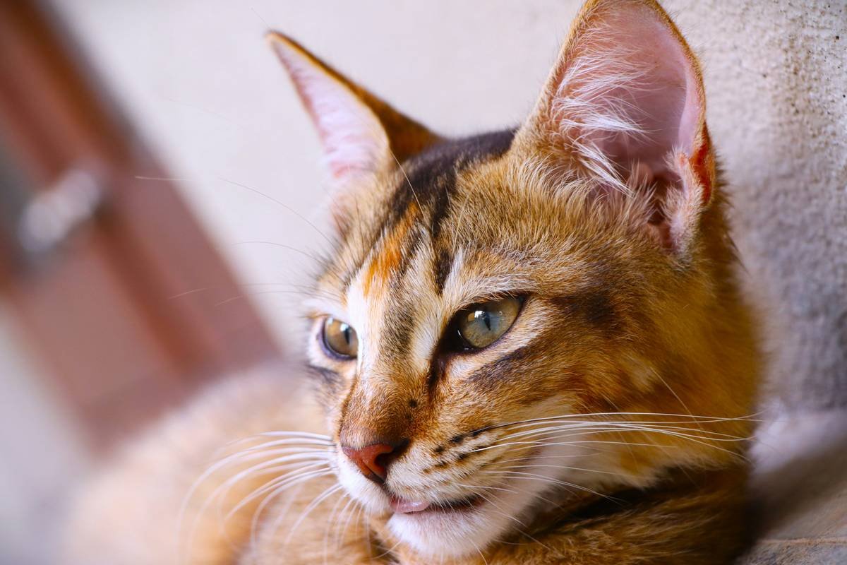 Before and after images of cats showing the positive effects of copper detox, including improved coat and energy levels