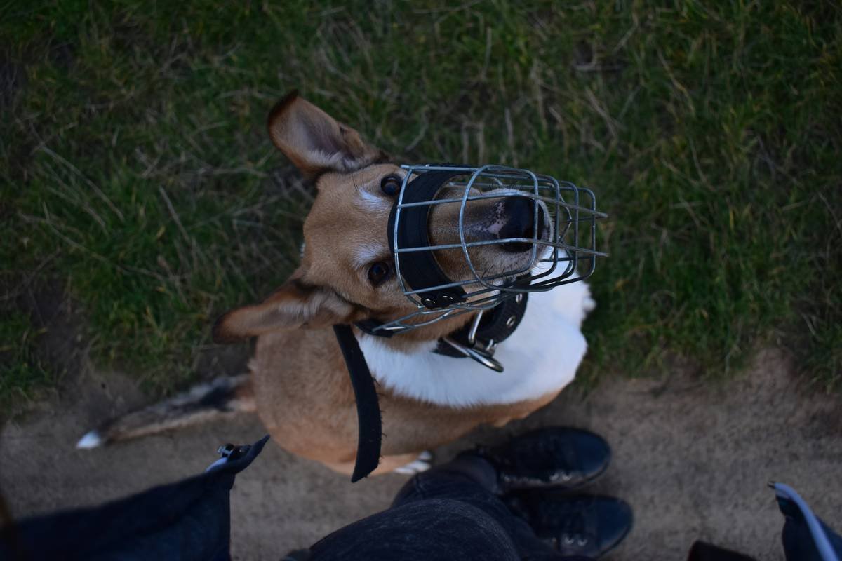 Copper Supplements and Dog Toxicity Prevention: The Ultimate Guide to Keeping Your Pup Safe