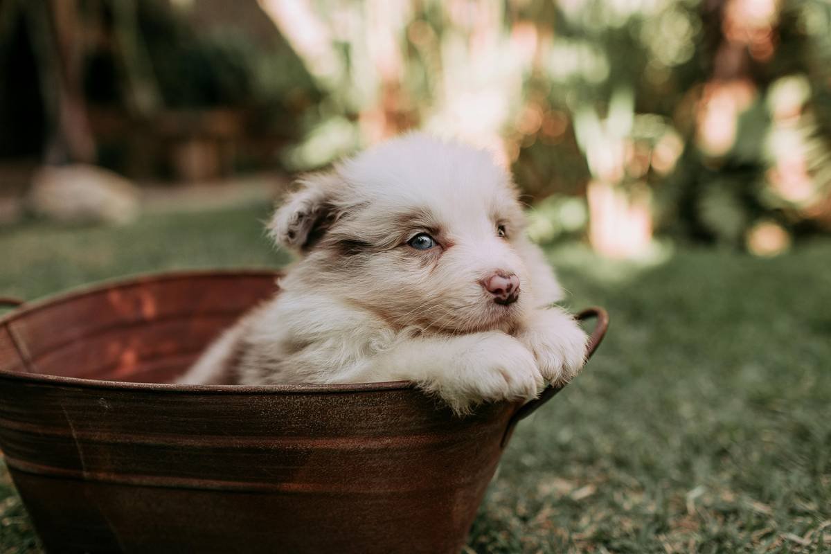 Infographic showing the importance of copper in cat health, including its roles and potential issues with imbalances