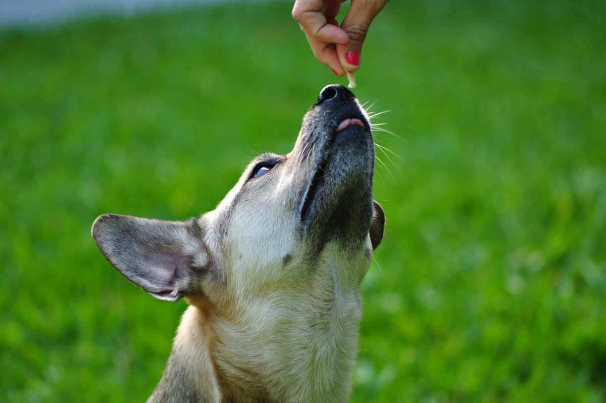 Liver Wellness for Dogs: How Copper Supplements Can Boost Your Pup's Health