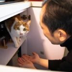 Mastering Copper Level Management for Your Pet's Health