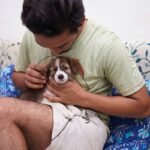 Pet Hepatic Care: How Copper Supplements Can Support Your Furry Friend's Liver Health