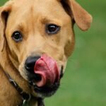 The Ultimate Guide to Copper for Dog Liver Health: Boosting Your Pup's Wellbeing