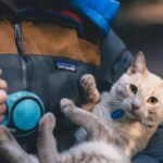 Why Copper Detox for Cats is a Must-Know Topic for Pet Owners