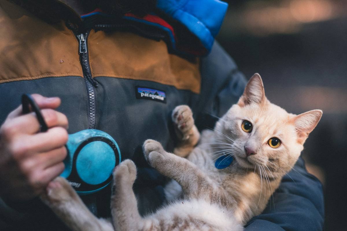 Why Copper Detox for Cats is a Must-Know Topic for Pet Owners