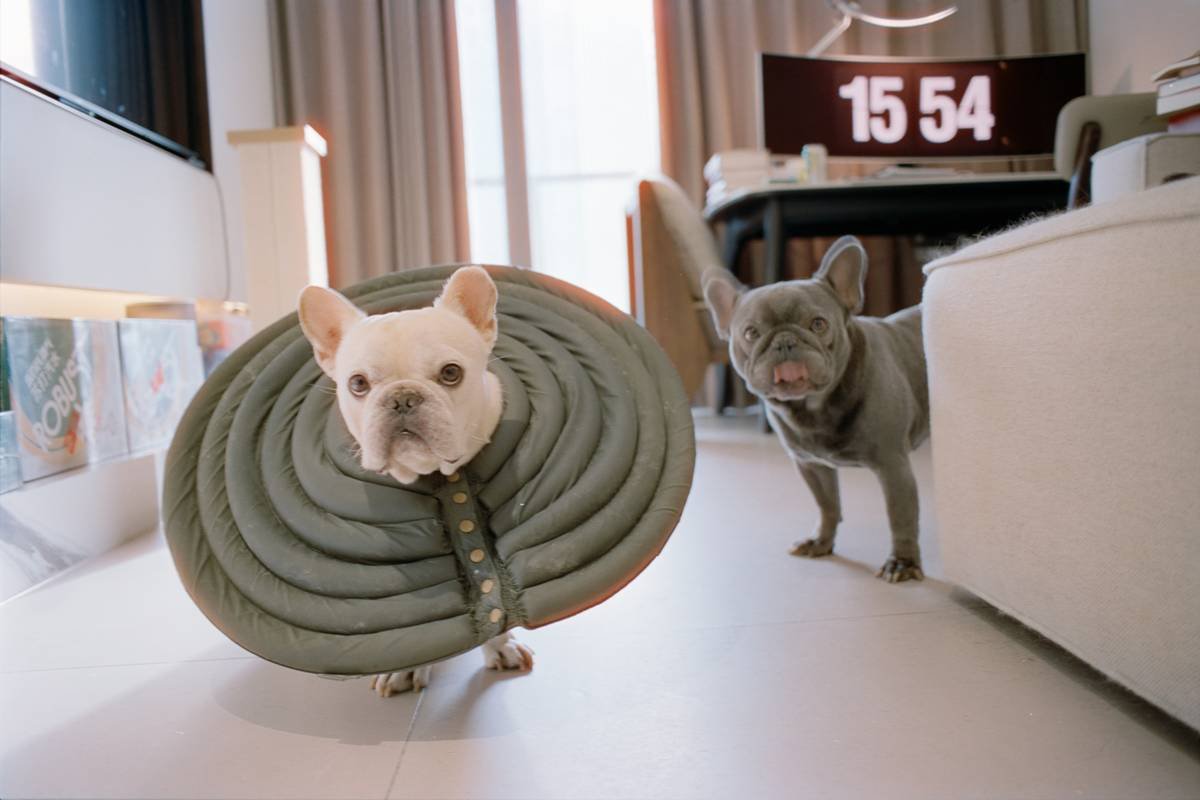 Infographic showing common digestive issues in cats