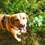 Unlocking the Power of Feline Enzyme Booster: A Comprehensive Guide