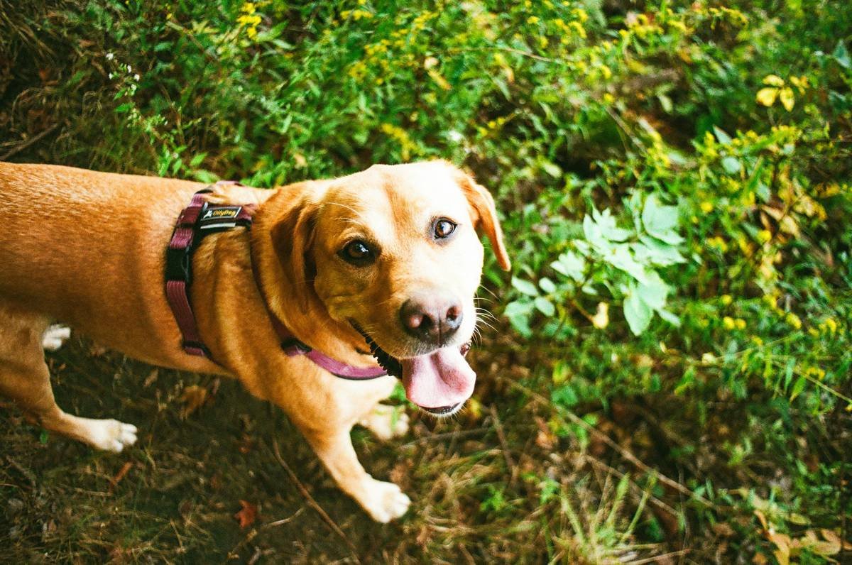 Unlocking the Power of Feline Enzyme Booster: A Comprehensive Guide