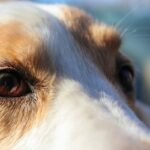 Can My Dog Really Benefit from a Canine Liver Detox? The Truth About Copper, Supplements, and Your Pup’s Health