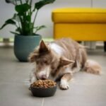 Canine Metabolic Health: Why Copper Isn’t Just a Pipe Dream—It’s Essential